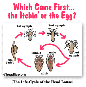 Lousology 101 Understand Louse And Nits Headlice Org